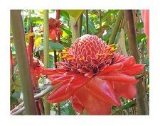 10x etlingera elatior gebraucht kaufen  Pfullingen