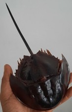 Curiosité taxidermie coquilla d'occasion  Montpellier-