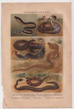 Vintage print venomous for sale  BISHOP'S STORTFORD