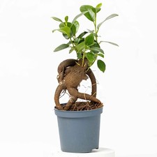 Ficus ginseng microcarpa for sale  BRISTOL