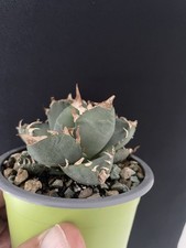 Agave titanota nana d'occasion  Aire-sur-l'Adour