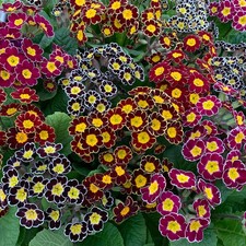 Primrose victoriana mix for sale  LLANDYSUL