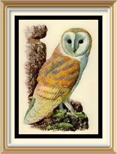 barn owl for sale barn owl for sale Shipping to Ireland