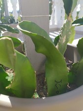 Pianta pitaya frutto usato  San Filippo del Mela