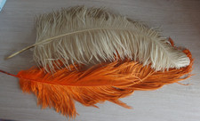 Antique ostrich feather for sale  BRIGHOUSE