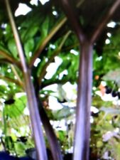 Amorphophallus konjac nightsti for sale  Cortlandt Manor