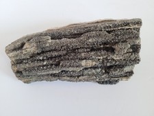 Arizona black smokey for sale  Prescott Valley