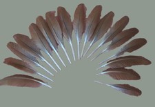 Orange peacock wing for sale  SANDOWN