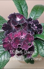Streptocarpus little cherry for sale  Portage