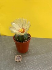 Astrophytum asteria cactus for sale  NORWICH