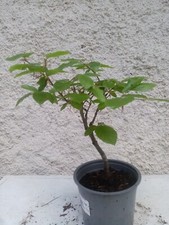 Bonsai prébonsai hêtre d'occasion  Blagnac