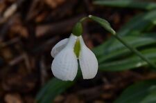 Galanthus diggory for sale  MONMOUTH