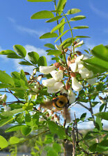 Robinie robinia pseudoacacia gebraucht kaufen  Tauberbischofsheim