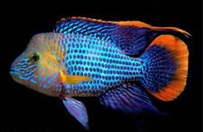 Green terror cichlid for sale  De Leon Springs