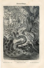 1895 anaconda giant d'occasion  Expédié en Belgium