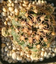 Gymnocalicium pot 8 usato  Vanzaghello