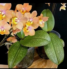 Phalaenopsis aromio fresh for sale  NOTTINGHAM