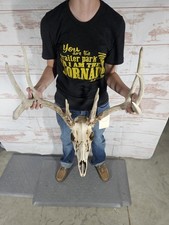 Wild point whitetail for sale  Knoxville