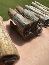 Pre historic bison for sale  Newcastle