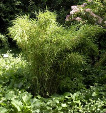 Gartenbambus standing stone gebraucht kaufen  Bad Zwischenahn