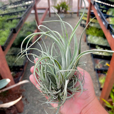Lorentziana air plant for sale  Vacaville