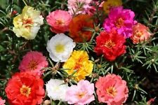 Moss rose portulaca for sale  Phoenix
