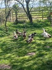 Duck eggs mixed for sale  WIGTON