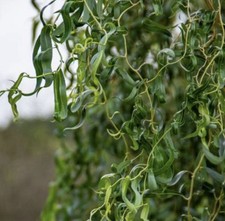 Korkenzieherweider weide baum gebraucht kaufen  Altenkunstadt