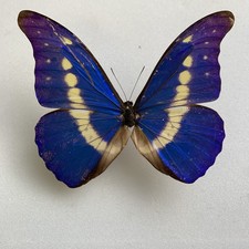 Entomologie morpho rhetenor gebraucht kaufen  Marienmünster