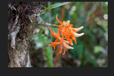 Dendrobium unicum. budded for sale  Pepperell