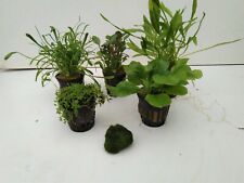 Vordergrund set wasserpflanzen gebraucht kaufen  Gelsenkirchen