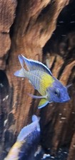 Color 500 guaranteed for sale  Marshfield