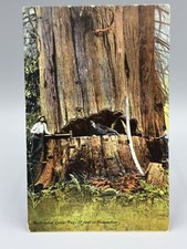 1910 washington cedar for sale  Minneapolis