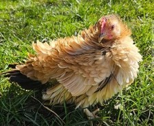 Serama eggs for sale  UK