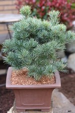 Pinus parviflora negishi for sale  SOUTHAMPTON