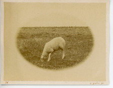 Sheep vintage albumen d'occasion  Expédié en Belgium