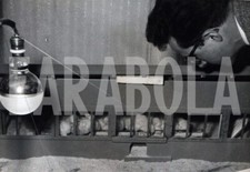 Vintage animali domestici usato  Roma