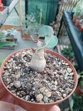 Euphorbia brunellii caudex gebraucht kaufen  Radeburg