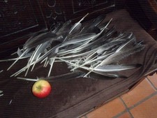 Goose wing feathers for sale  PENRITH