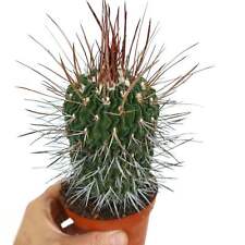 Stenocactus phyllacanthus supe usato  Napoli