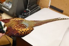 Pheasant skin rooster for sale  Houston