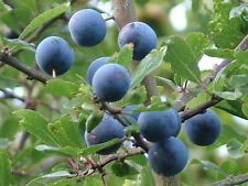 Prunus spinosa sloe for sale  GREENOCK