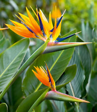 Paradiesvogel blume strelitzie gebraucht kaufen  Bensheim