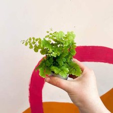 Adiantum raddianum fritz for sale  BRISTOL