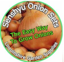 Autumn planting onion for sale  BOSTON
