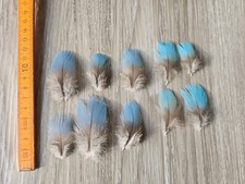 Hellblaue federn papageienfede gebraucht kaufen Hellblaue federn papageienfede gebraucht kaufen  Haarbach