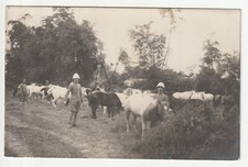 Animals cattle colonial d'occasion  Expédié en Belgium