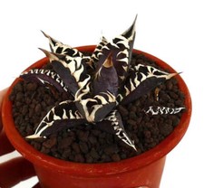 Agave titanota cavaliere usato  Napoli
