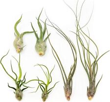 Wild ones tillandsia for sale  Saint Augustine