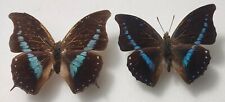 Charaxes porthos porthos d'occasion  Paris XI